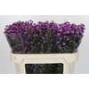 Aster Baby Pink