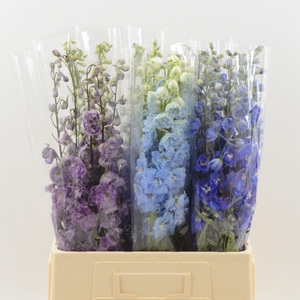 Delphinium Mix
