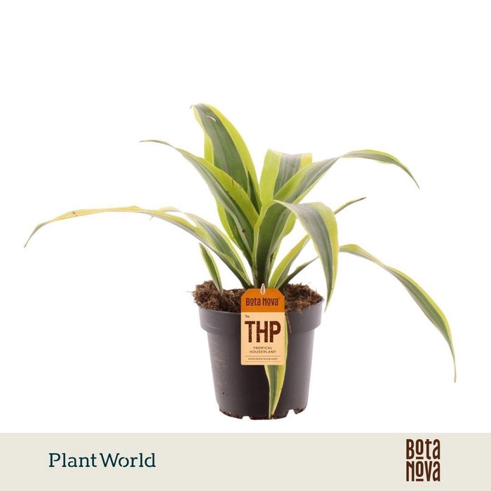 <h4>Dracaena Fragrans Lemon Lime</h4>