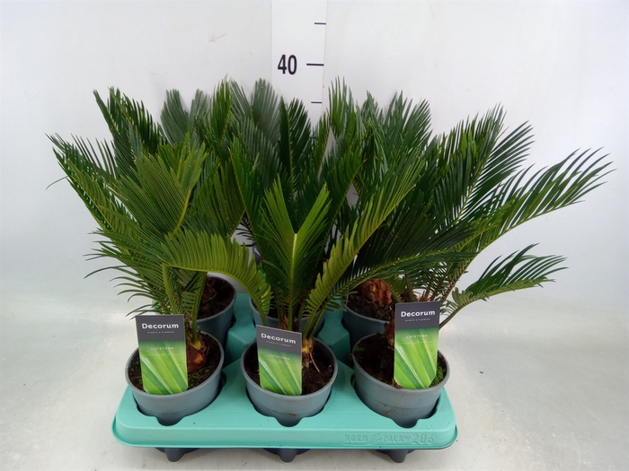 <h4>Cycas revoluta</h4>