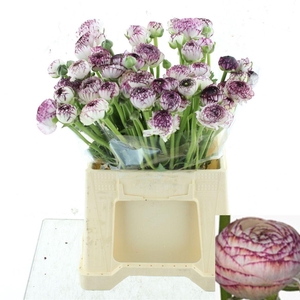 RAN ANDREA CAPPUCCIN