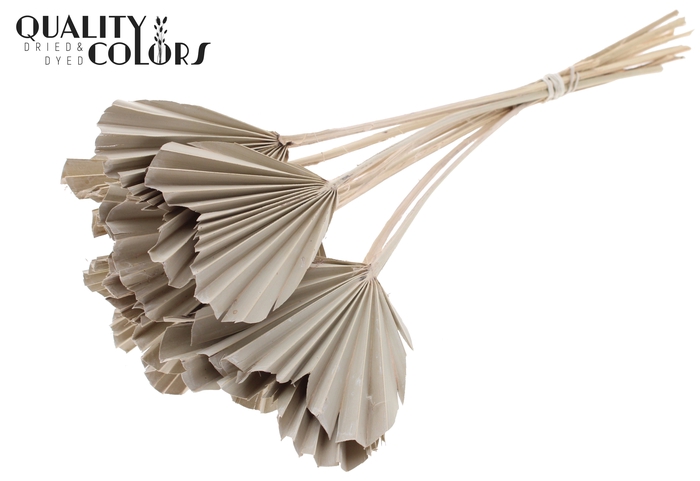 Palm Spear Heart per stem Frosted White