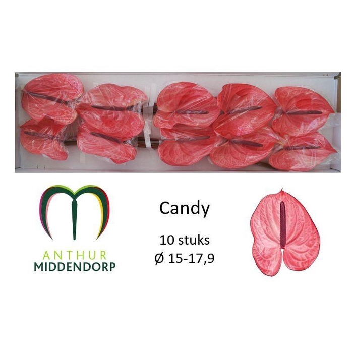 <h4>Anth A Candy</h4>