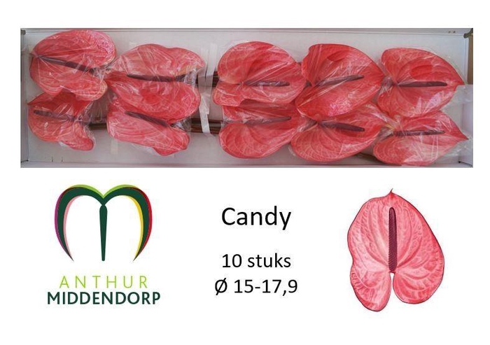 <h4>ANTH A CANDY</h4>