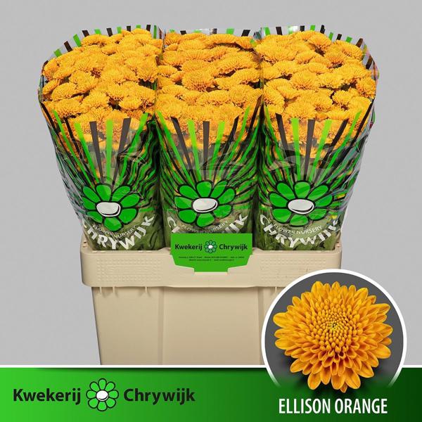 <h4>Chr San Ellison Orange Chrywijk</h4>