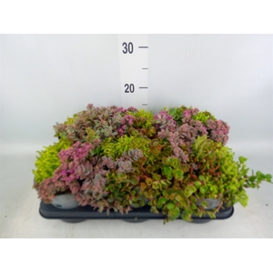 Sedum   ...