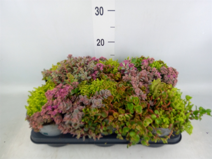 <h4>Sedum   ...</h4>