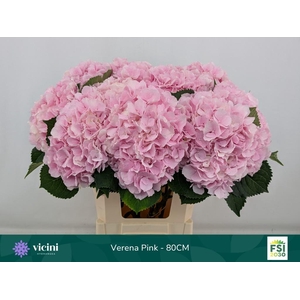 Hydrangea Verena