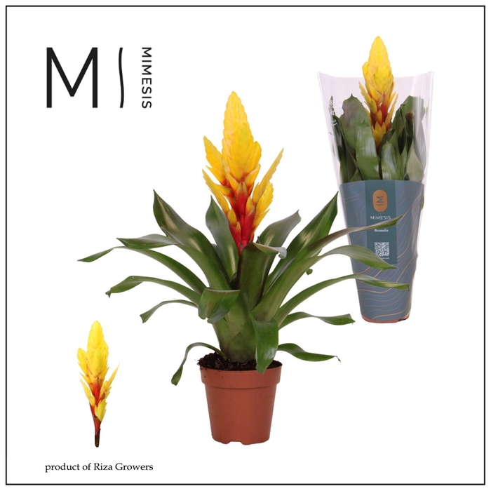 <h4>Vriesea Intenso Yellow</h4>
