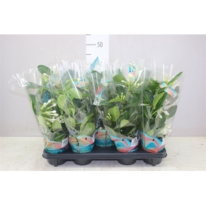 Stephanotis Fleur Parfum 3-4