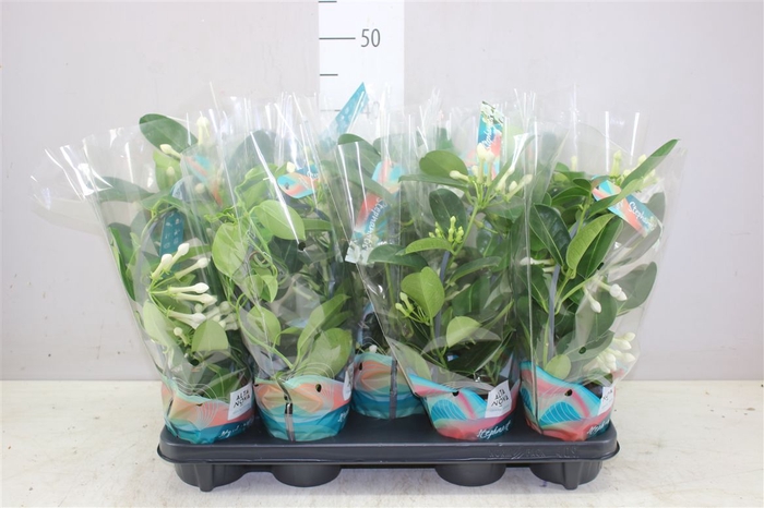 <h4>Stephanotis Fleur Parfum 3-4</h4>