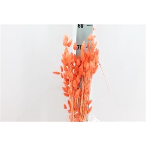 Dried Lagurus Bleached Orange Bs