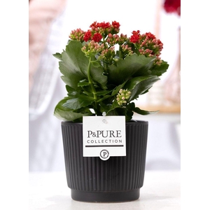 Kalanchoe red in P&PURE Liv ceramics matt black