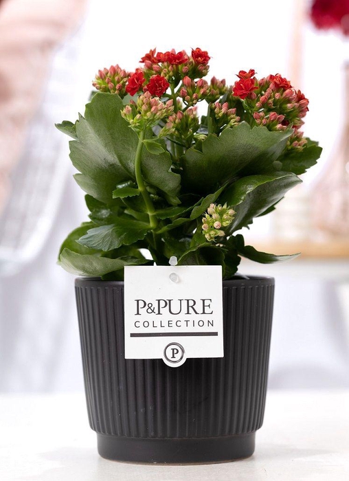 <h4>Kalanchoe red in P&PURE Liv ceramics matt black</h4>
