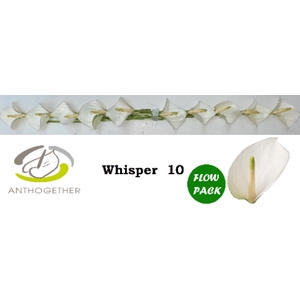 Anthurium Whisper