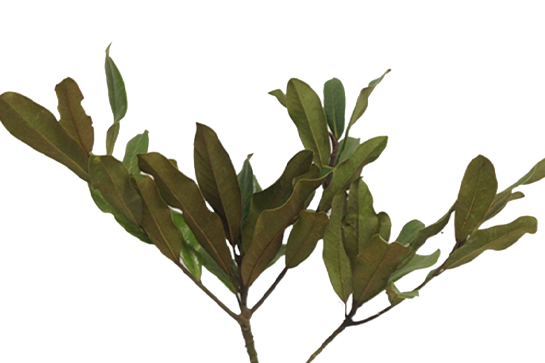 <h4>FOLHAGEM MAGNOLIA</h4>