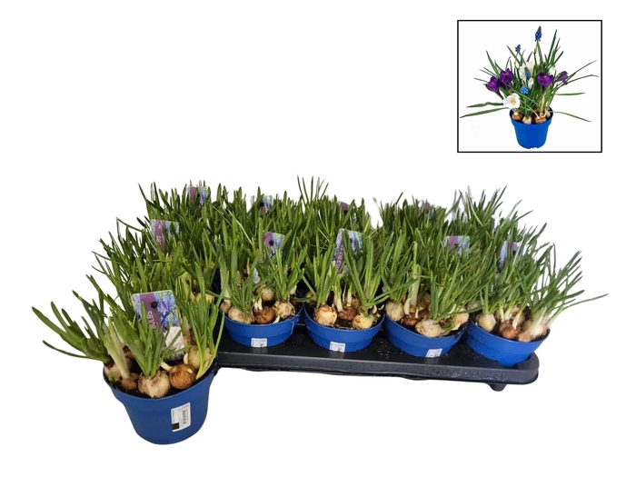 arr8 Bolbloemen Gem In Pot