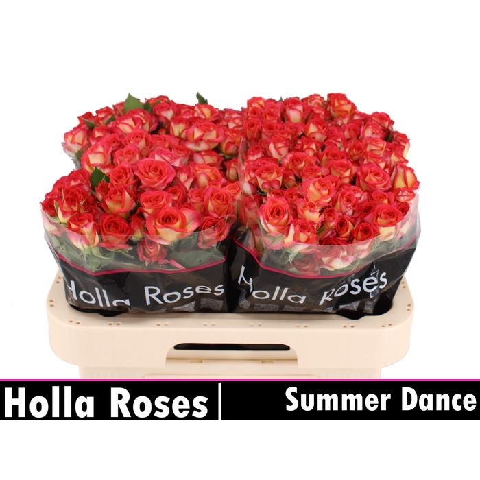 <h4>Summer Dance</h4>