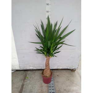 Yucca elephantipes   ...