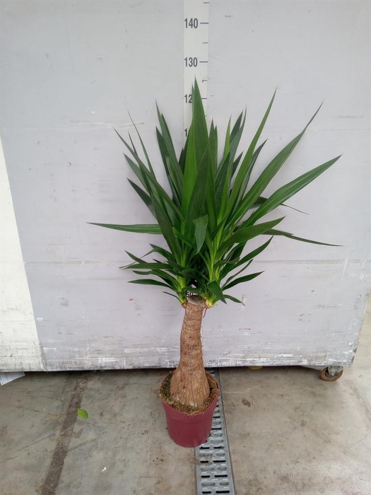 <h4>Yucca elephantipes   ...</h4>