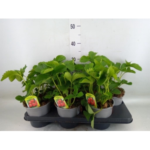 Fragaria ananassa 'Elsanta'