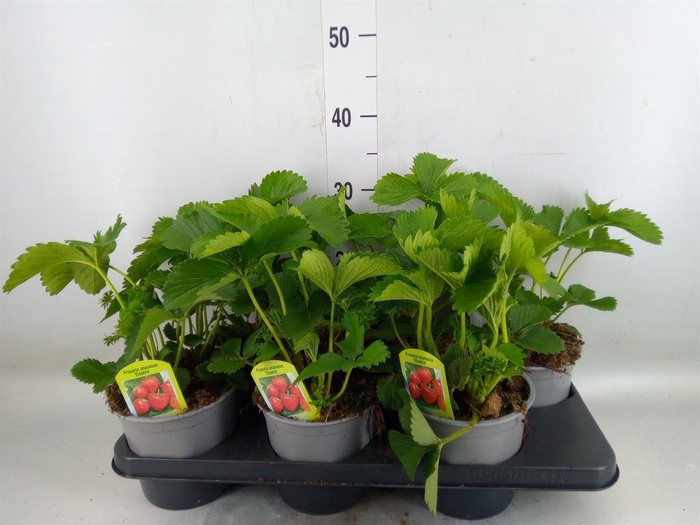 <h4>Fragaria ananassa 'Elsanta'</h4>