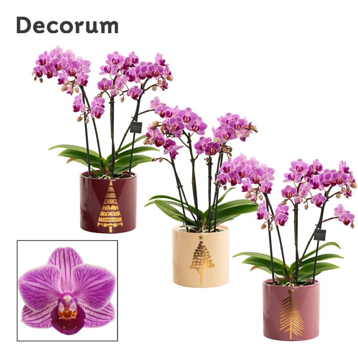 <h4>Phalaenopsis dazzling Dreamer 3-4 tak in Manon (Rich Love-collec</h4>