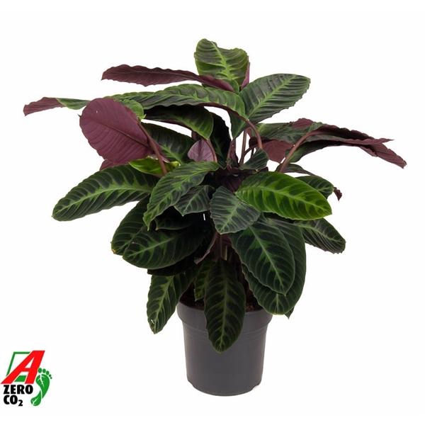 <h4>Calathea warscewiczii</h4>