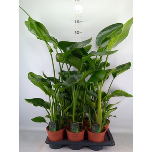 Strelitzia nicolai