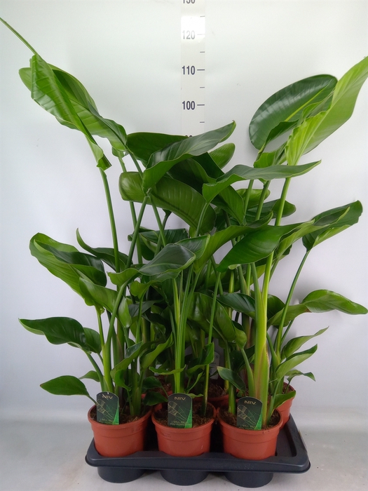 <h4>Strelitzia nicolai</h4>