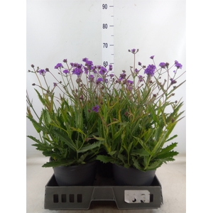 Verbena rigida