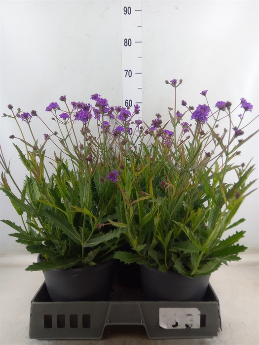 <h4>Verbena rigida</h4>