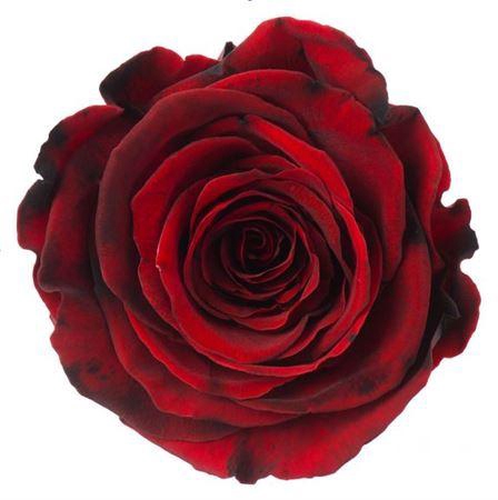 <h4>PRESERVED ROSA LL RED 03</h4>