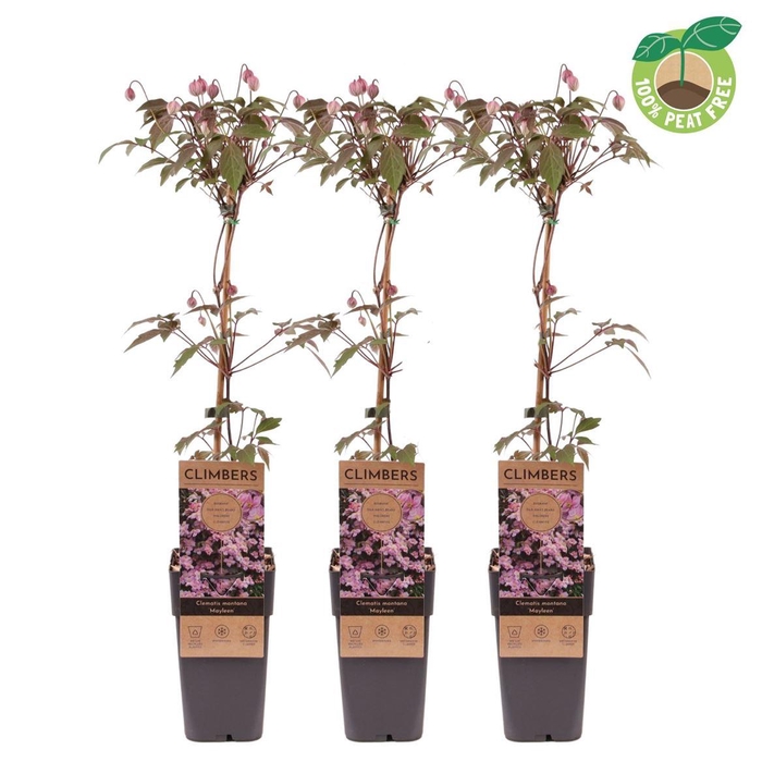 <h4>Clematis Montana Mayleen</h4>