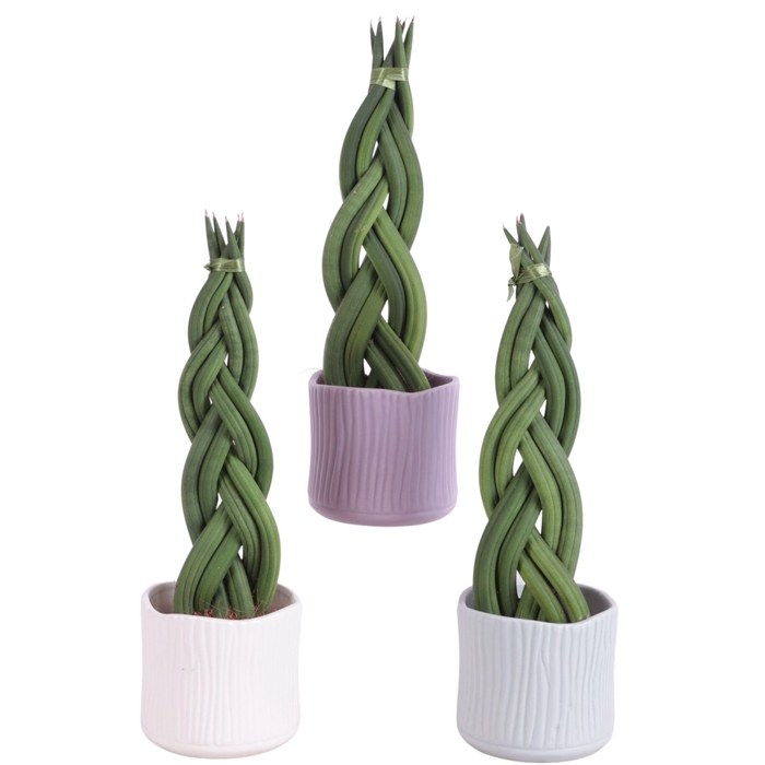 <h4>Sansevieria Cylindrica Braided 6 Leaf in Ø10cm Ceramic SE570</h4>