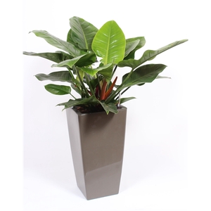 Philodendron Imperial Green in Piza pot 