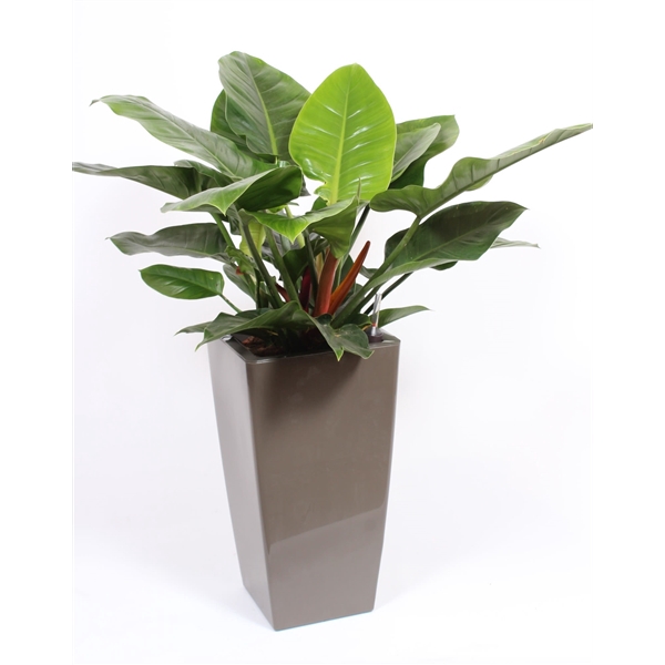 <h4>Philodendron Imperial Green in Piza pot "taupe"</h4>