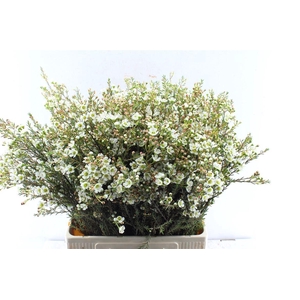 Chamelaucium Sirius White