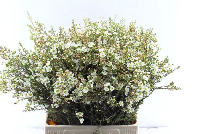 <h4>Chamelaucium Sirius White</h4>