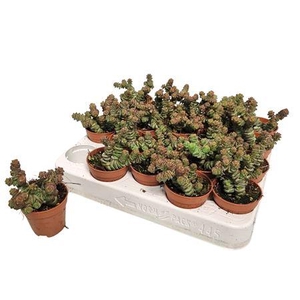 Crassula Marnieriana Hottentot