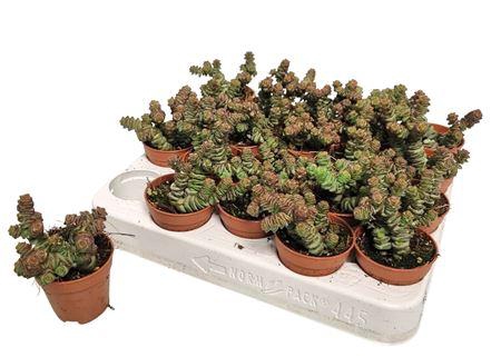 <h4>Crassula Marnieriana Hottentot</h4>