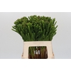 Kaaps Groen Albigreen