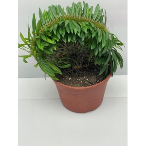 PACHYPOD LAMEREI