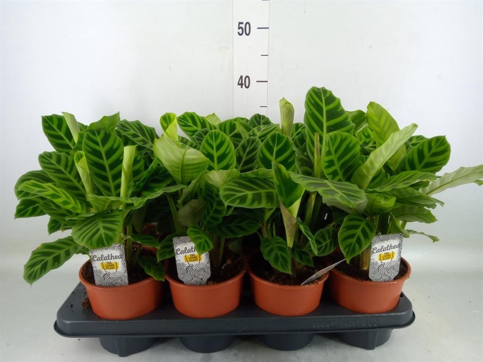 <h4>Calathea zebrina</h4>