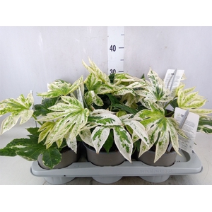 Fatsia japonica 'Variegata'