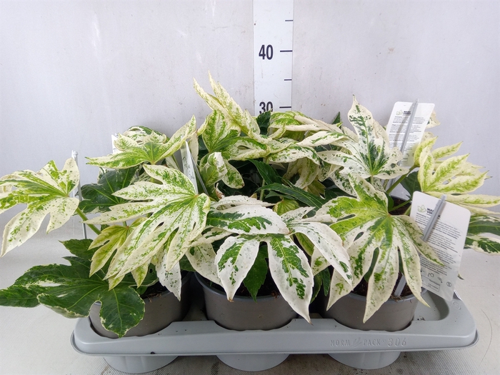 <h4>Fatsia japonica 'Variegata'</h4>