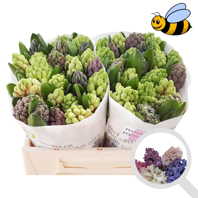 <h4>HYAC GEM 4 KLEUREN</h4>