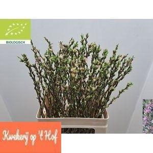 <h4>PRUNUS COMET</h4>