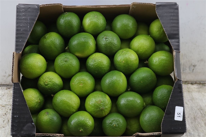 <h4>Sier Limes P Box</h4>
