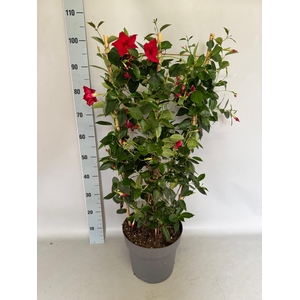 Sundaville 27 cm Rek Red